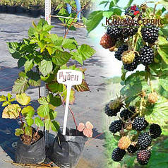 Ожина Рубен (Ruben) ремонтантна, пакет 1 л.