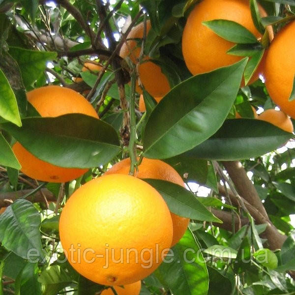 Апельсин Навеліна (Citrus sinensis Navelina) 40-45 см. Кімнатний