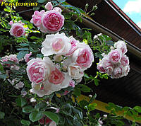 Роза Jasmina ADR Rose (Ясмина)