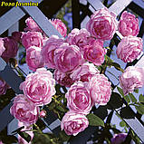 Троянда Jasmina ADR Rose (Ясміна), фото 2