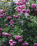 Троянда Jasmina ADR Rose (Ясміна), фото 5
