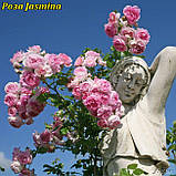 Троянда Jasmina ADR Rose (Ясміна), фото 7