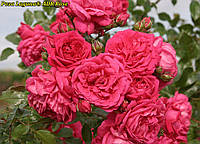 Роза Laguna (Лагуна) ADR Rose саженцы