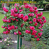 Троянда Laguna (Лагуна) ADR Rose саджанці, фото 3