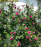 Троянда Laguna (Лагуна) ADR Rose саджанці, фото 4