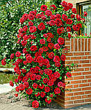 Rosa Santana (Сантана), фото 4