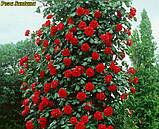 Rosa Santana (Сантана), фото 5