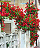 Rosa Santana (Сантана), фото 6