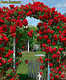 Rosa Santana (Сантана), фото 3