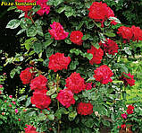 Rosa Santana (Сантана), фото 7