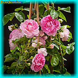 Троянда Jasmina ADR Rose (Ясміна), фото 3