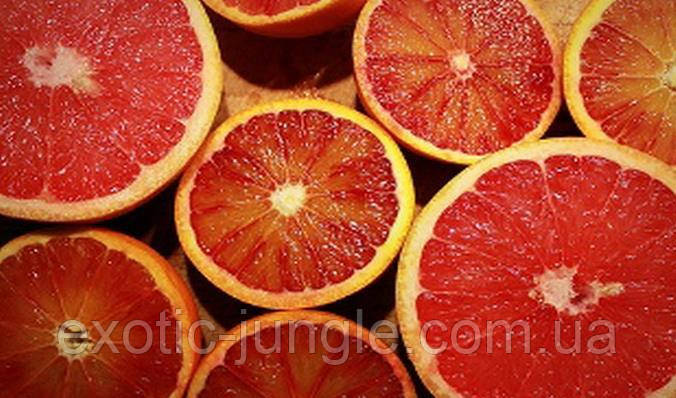 Апельсин Кара-Кара (C. sinensis Cara Cara navel orange) до 20 см. Комнатный - фото 3 - id-p578791963