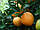 Апельсин Кара-Кара (C. sinensis Cara Cara navel orange) 20-25 см. Кімнатний, фото 5