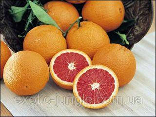 Апельсин Кара-Кара (C. sinensis Cara Cara navel orange) до 20 см. Комнатный - фото 5 - id-p578791963