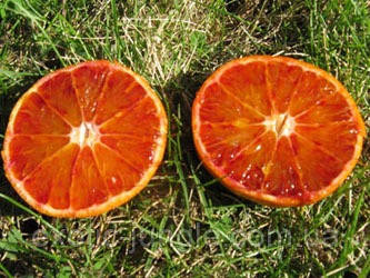 Мандарин Мандаред (Mandared) з червоною м'якоттю 30-35 см. Кімнатний, фото 1