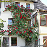 Троянда Sympathie (Сімпатія) гор3л плетиста, фото 3