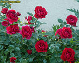 Троянда Sympathie (Сімпатія) гор3л плетиста, фото 4