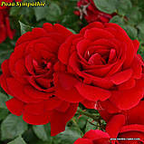 Троянда Sympathie (Сімпатія) гор3л плетиста, фото 5