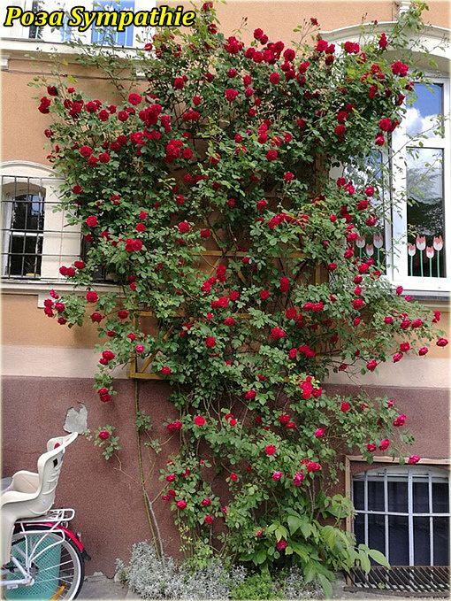 Троянда Sympathie (Сімпатія) гор3л плетиста, фото 1