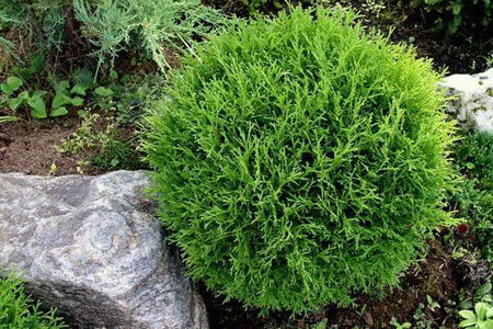 Туя західна Літл Чемпіон (контейнер 0,5), фото 1