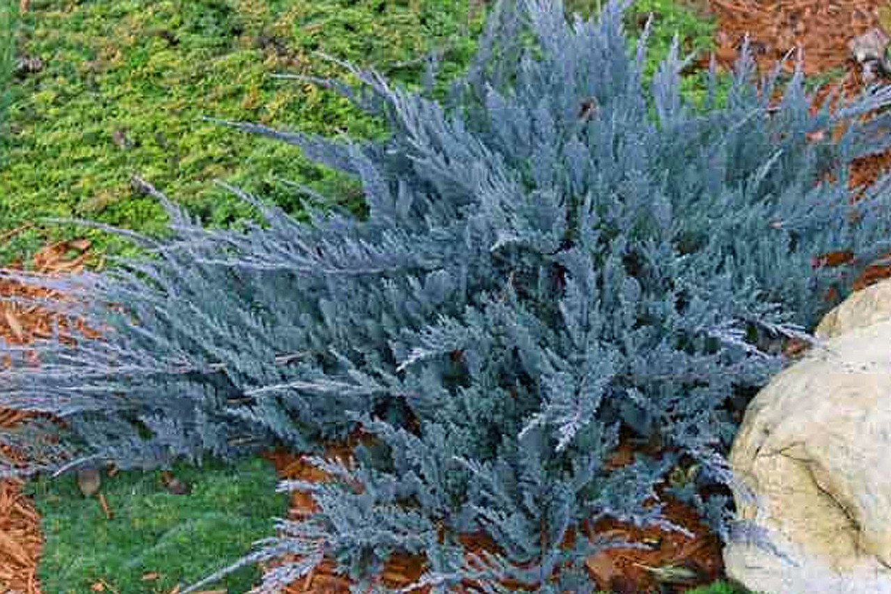 Ялівець горизонтальний "Блю Чіп" (Juniperus horizontalis Blue Chip) а - 25 см в горщику С3 л