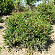 Ялина звичайна 'Пуміла Глаука / Pumila Glauca' ком 40-60см, фото 2