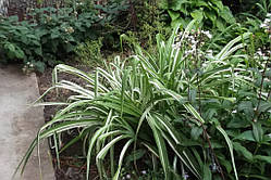 Лілейник строкастий, або ряболистий (саджанці)