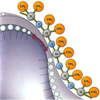 Піногасники