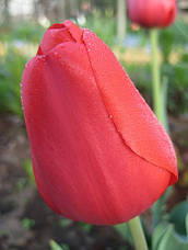 Тюльпан Тріумф Bastogne (Бастонь) 3 цибулинки, фото 3