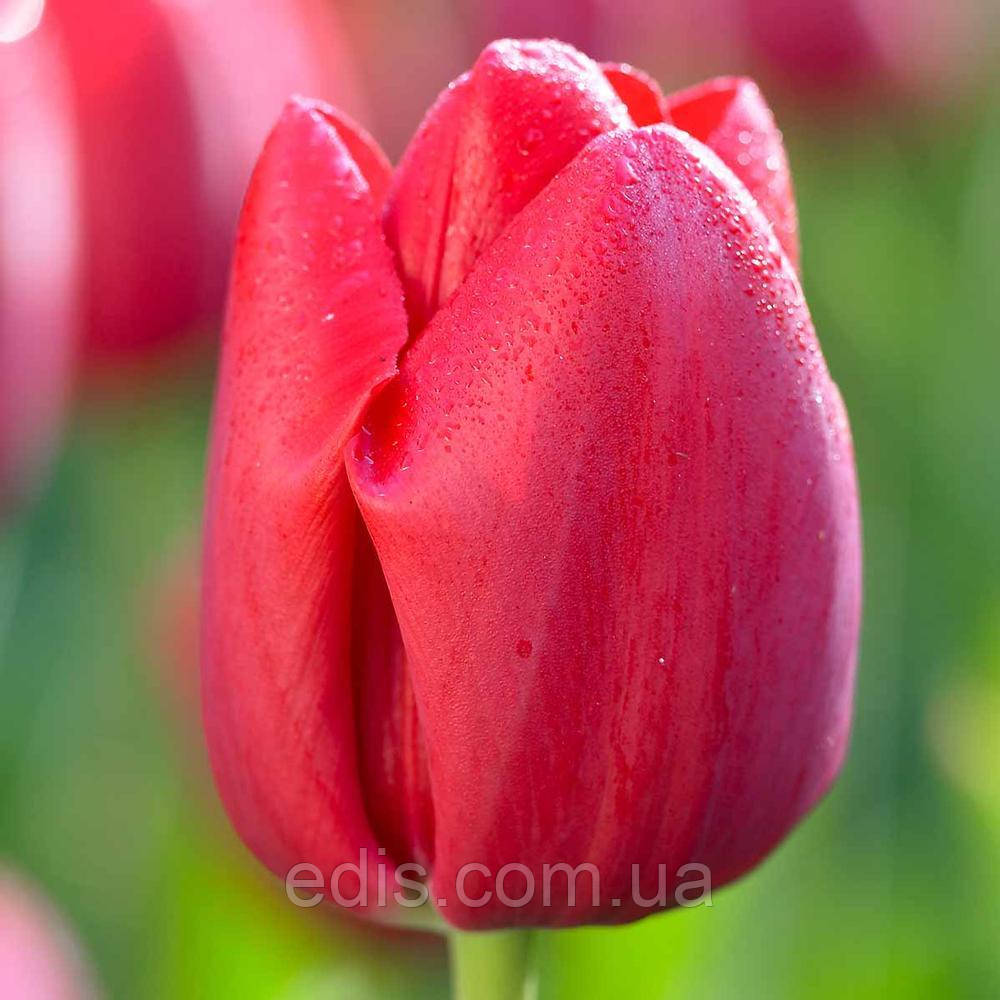 Тюльпан Тріумф Bastogne (Бастонь) 3 цибулинки