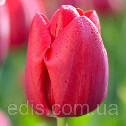 Тюльпан Тріумф Bastogne (Бастонь) 3 цибулинки, фото 1