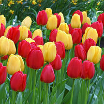 Тюльпан Тріумф Bastogne (Бастонь) 3 цибулинки, фото 4