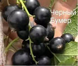 Саджанці чорної смородини Чорний Бумер (дворічні) термін дозрівання раннього, фото 3