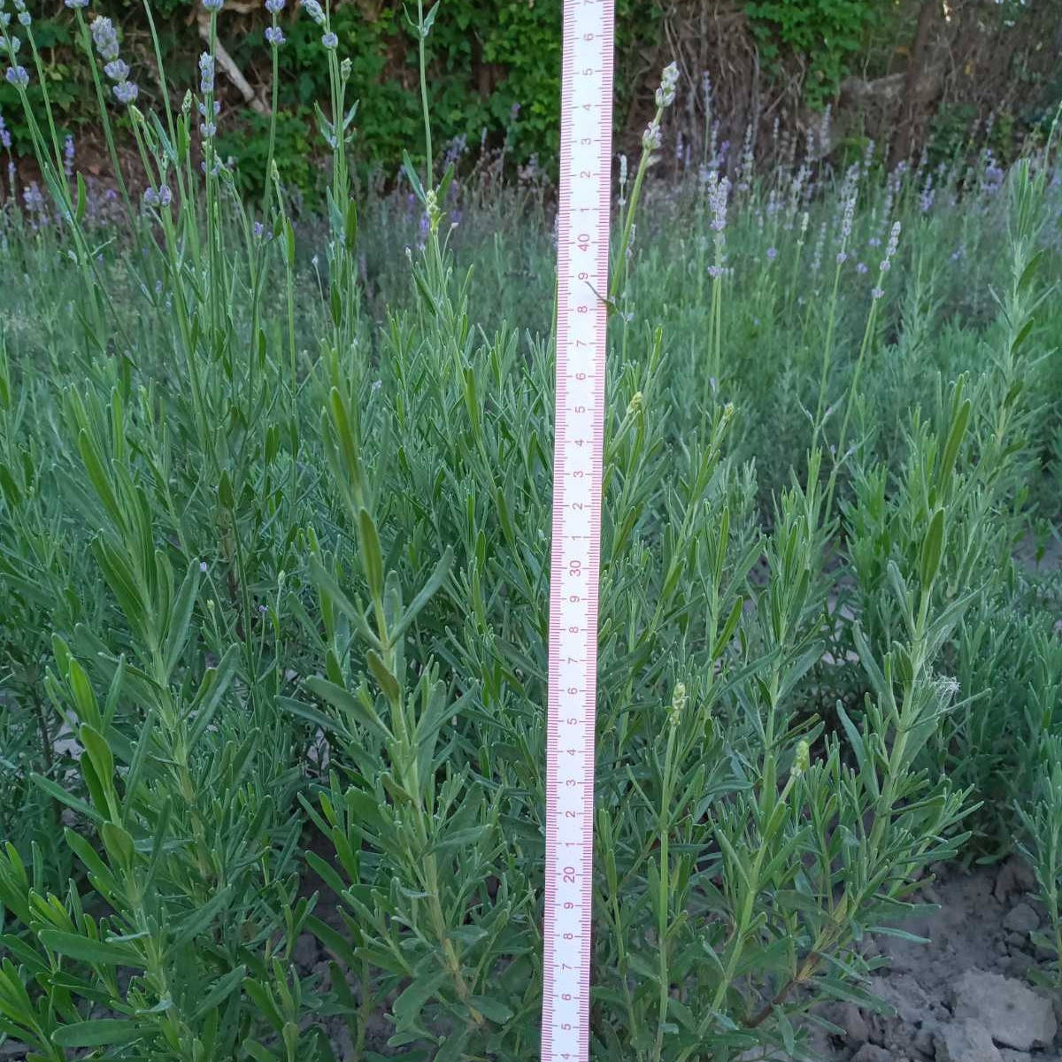 

Лаванда узколистная (саженцы)