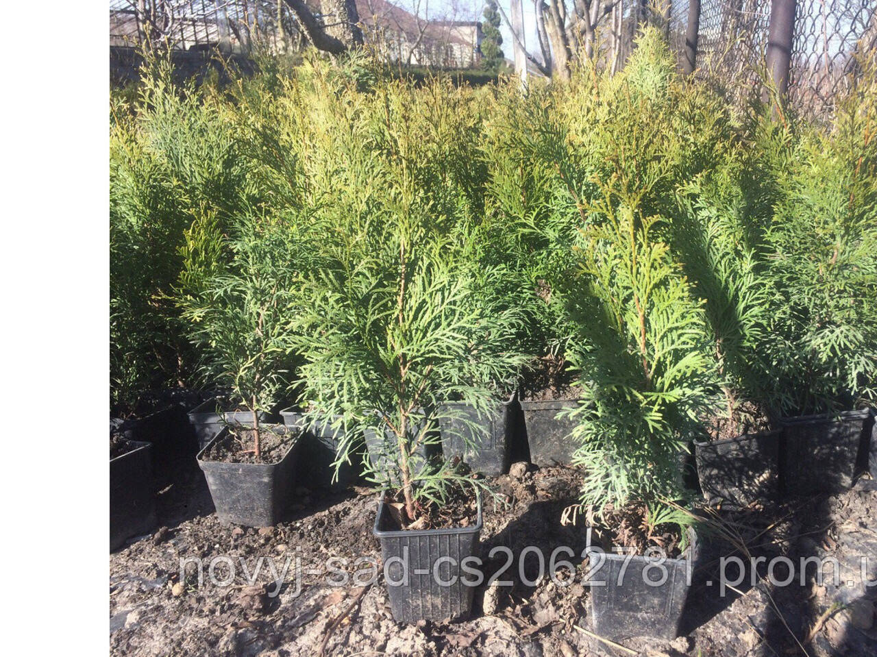 

Туя Смарагд в p9