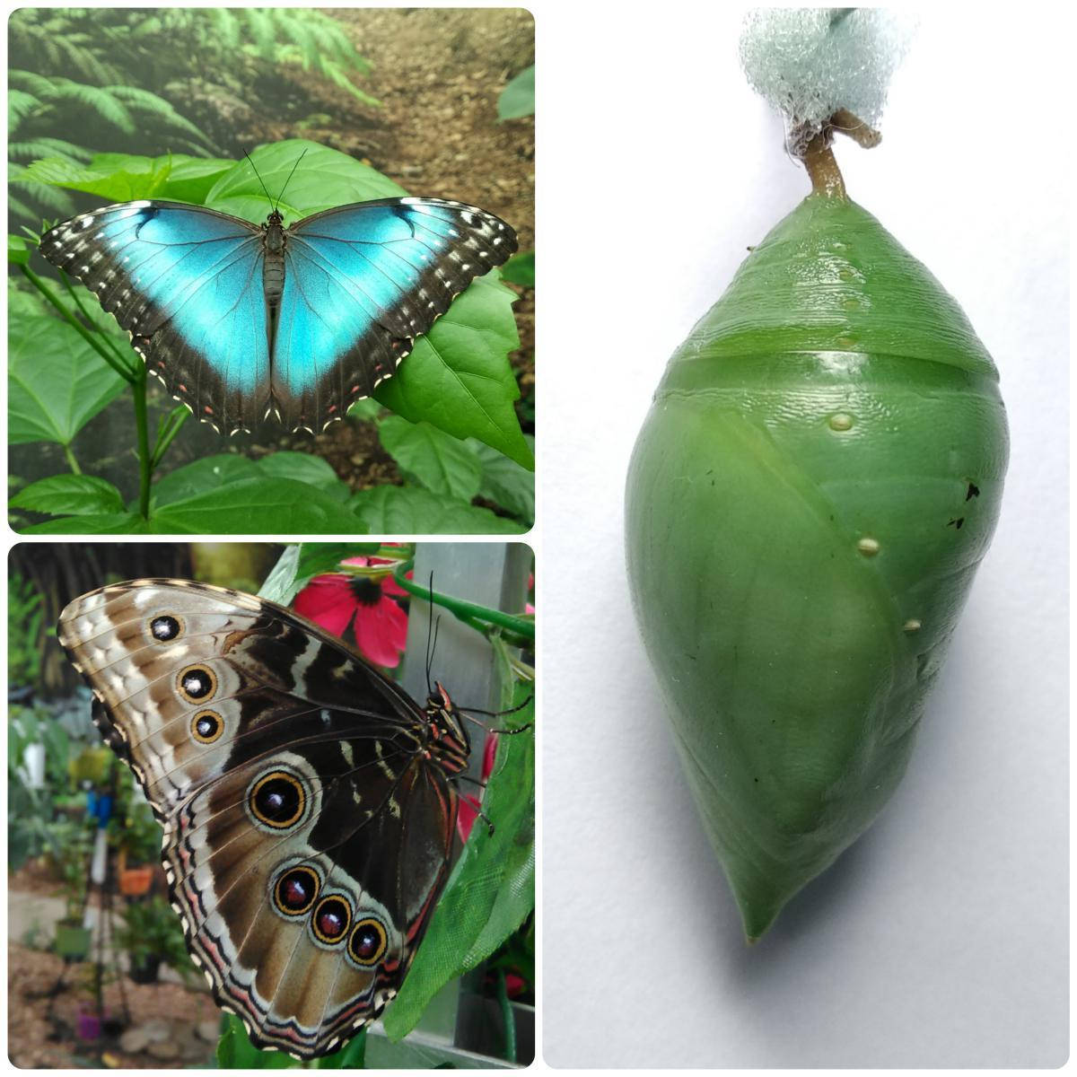 

Куколка бабочки Morpho helenor