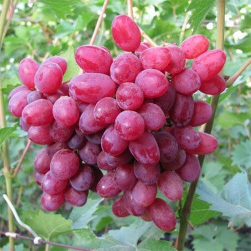 

Виноград Кишмиш Велес (саженцы)