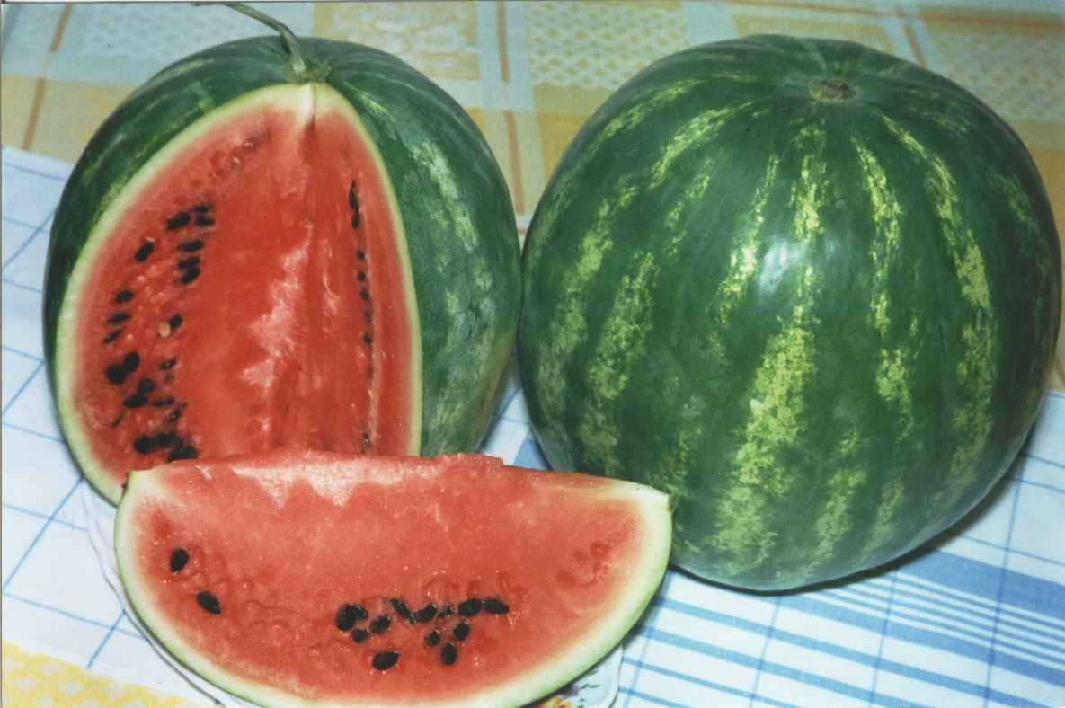 

Кавун сорт Широнінський, 2 г