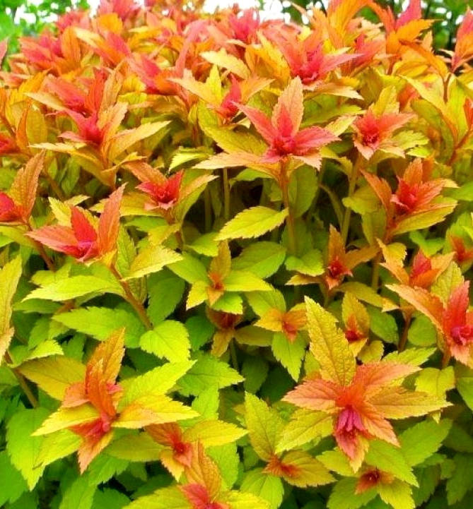 

Спирея японская " Голдфлем" \ spiraea japonica goldflame ( саженцы 3 года ЗКС)