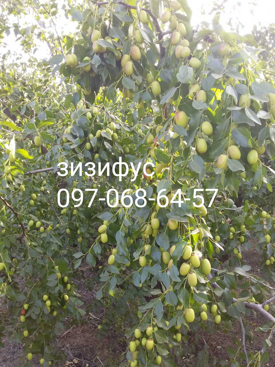 

Саженцы ЗИЗИФУСА