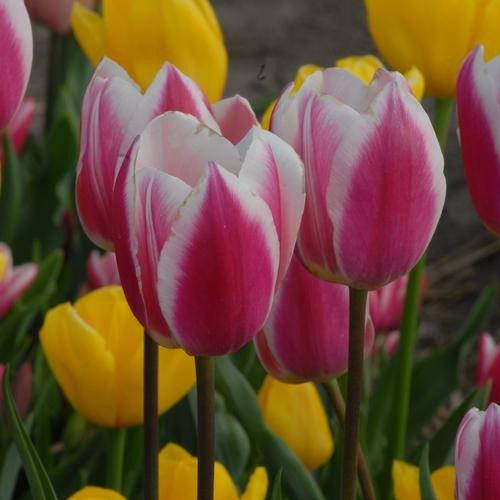 

Тюльпан Early Surprise (луковицы) 4 шт