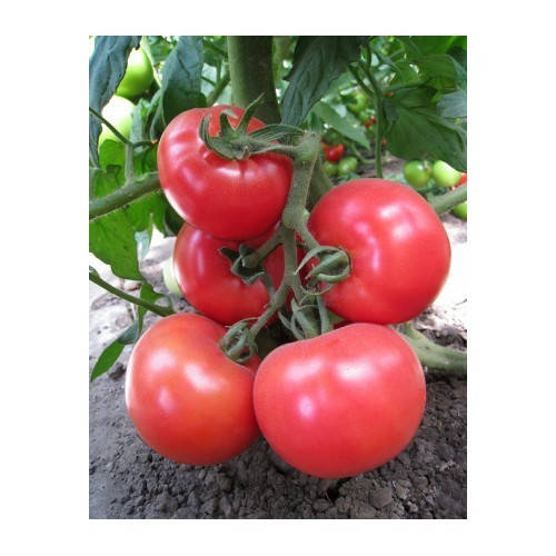 

Семена Томат индетерминантный KS 14 F1 поштучно 10 семян Kitano Seeds