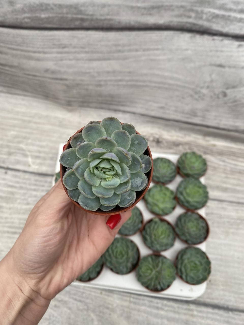 

Эхеверия элеганс 5,5 см горшок