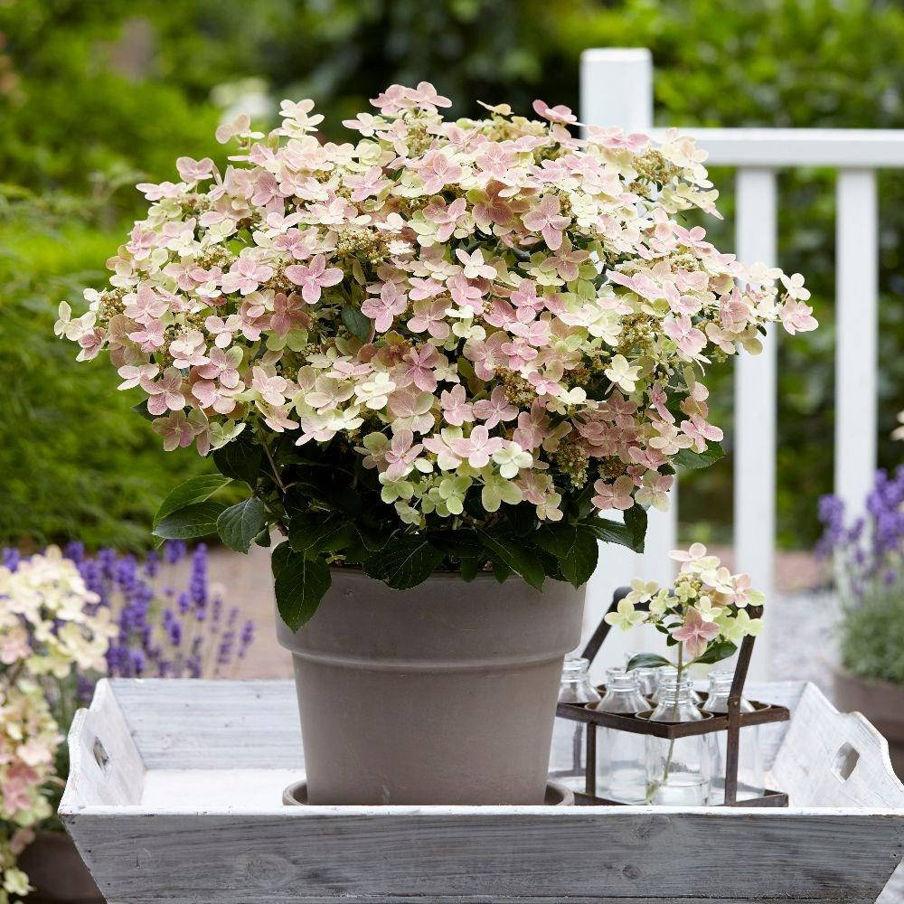 

Гортензия метельчатая Полистар / Hydrangea paniculata `Polestar`, ЗКС С3