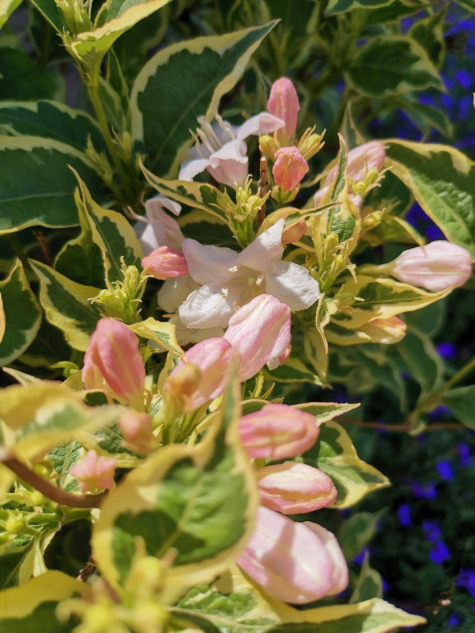 

Вейгела Variegata