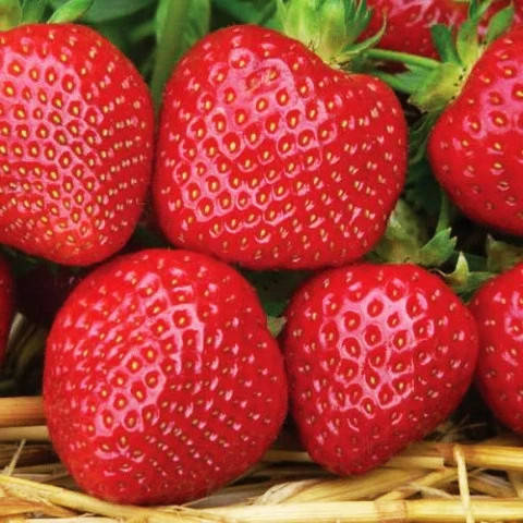 

Саженцы клубники (рассада) Вивара (Vivara) - ремонтантная, сладкая, транспортабельная