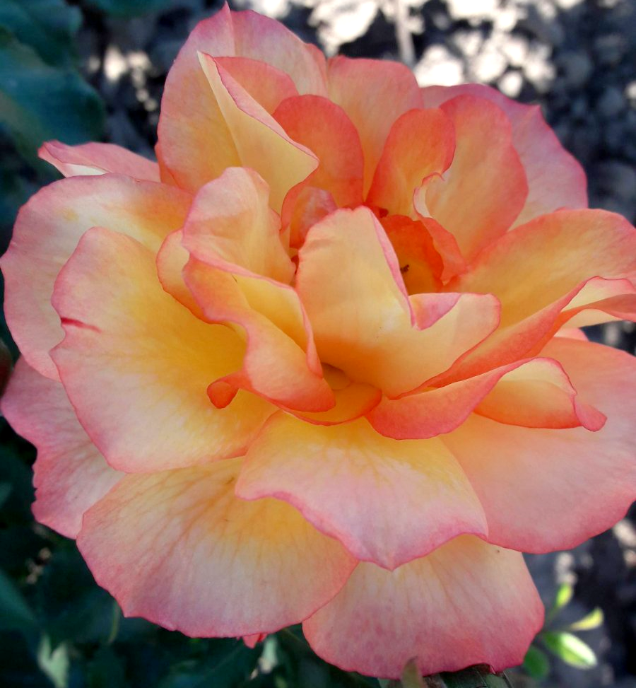 

Саженцы плетистой розы "Polka Babochka" (Полька Бабочка)