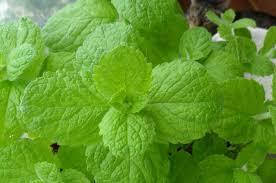 

Банановая мята - саженцы в контейнере