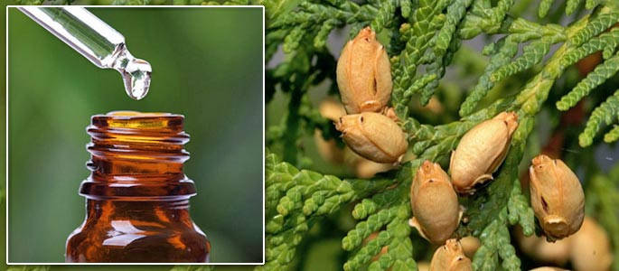 

Эфирное масло туи 50 мл