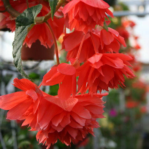 

Бегония ампельная Belleconia Salmon